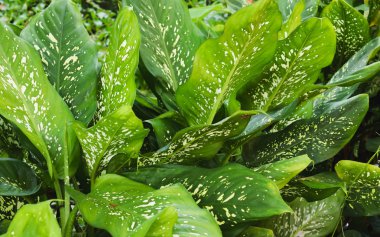 Closeup Green Dumb Cane leaves or Dieffenbachia in the garden