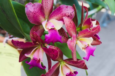 Yakın plan grup Mor ve yeşil yapraklı pembe orkide çiçekleri