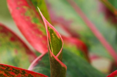 Bahçedeki renkli yaprak arkaplanı yakın plan