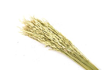 Beyaz arka planda izole edilmiş yeşil pirinç kulakları