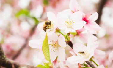 Tayvan 'daki küçük beyaz sakura ve arı grubuna yakın çekim