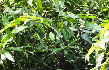 Mango ağacındaki tek mangoya yaklaş.