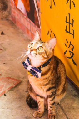 Yukarı Jiufen Köyü, T mağazasında önünde tek şirin kedi