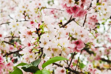 Closeup beyaz ve pembe grup güzel kiraz çiçeği sakura PIN