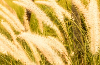 portre sarı tropikal çimen günbatımı arka plan