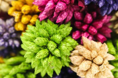 Renkli kuru dikenli top beyaz arka plan üzerinde izole çiçek