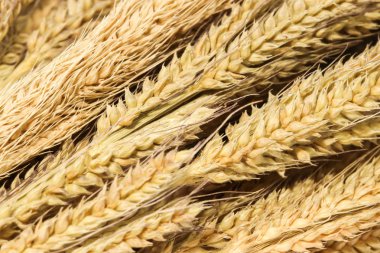 Grup arka planını beyaz zemin üzerine grup kahverengi kuru ot