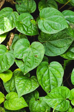 Bahçede grup yeşil tembul yaprak