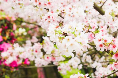 Çiçeği pembe sakura ağacı bahçede Grup