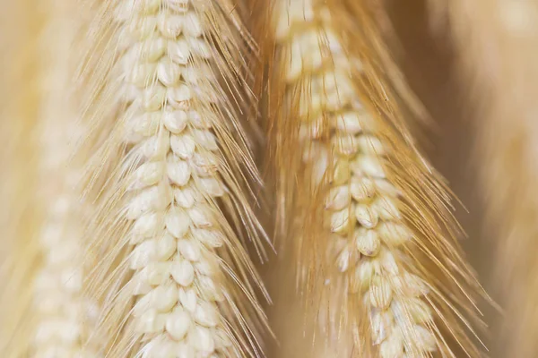 Fondo grupo marrón pluma Pennisetum, hierba de la misión — Foto de Stock