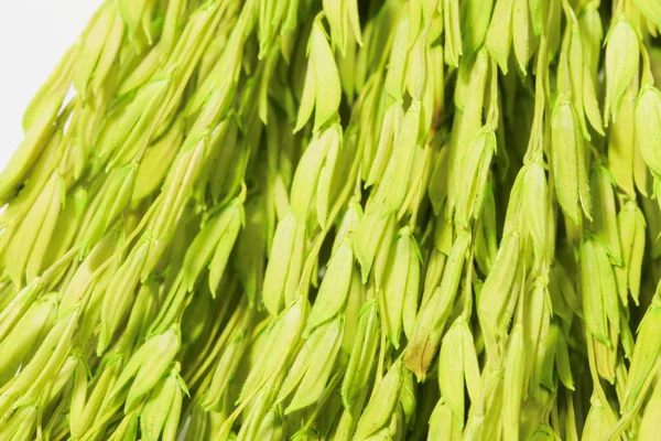 Pozadí-makro skupiny zelená uši pšeničného pozadí — Stock fotografie