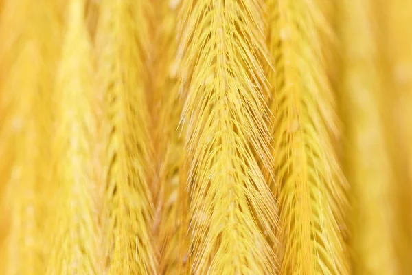 Fondo del grupo de plumas de oro Pennisetum, hierba de la Misión — Foto de Stock