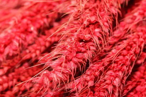 Hintergrund der Gruppe rotes trockenes Gras isoliert auf weißem Bac — Stockfoto