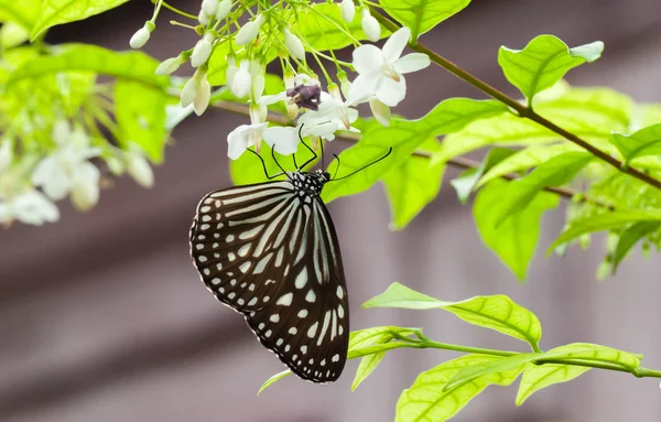 Brauner Schmetterling auf der wilden Wasserpflaume — Stockfoto