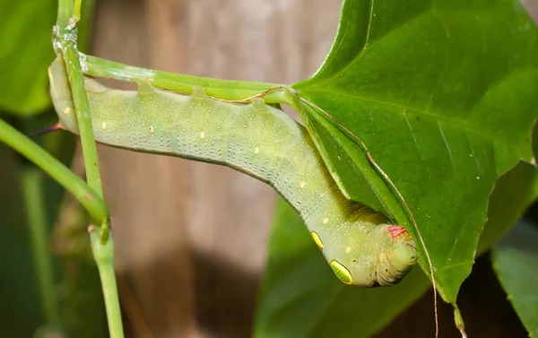 Caterpillar eller stora gröna masken på de gröna bladen — Stockfoto