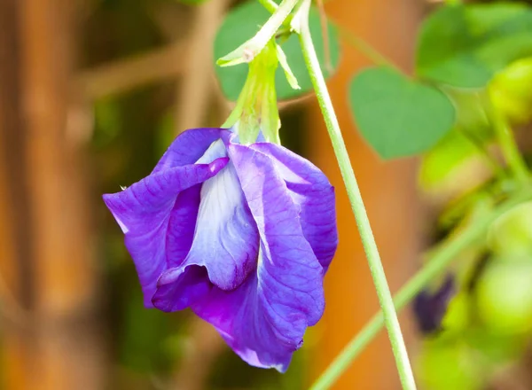 Borboleta flor de ervilha no jardim — Fotografia de Stock