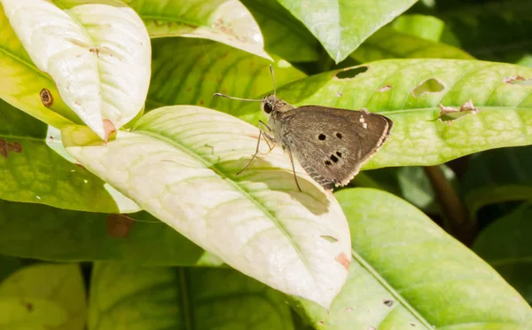 Nahaufnahme brauner Skipper-Schmetterling auf grünem Blatt — Stockfoto