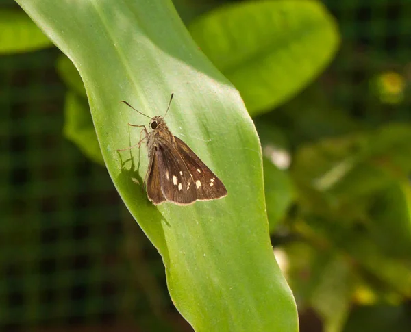 Detailní Záběr Hnědé Skipper Motýl Zelený List — Stock fotografie