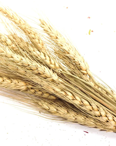 Primer plano Oro del grupo Orejas de trigo aisladas sobre fondo blanco — Foto de Stock