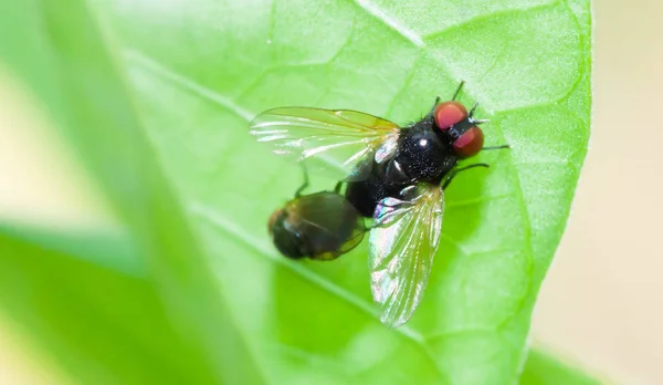 Közelről Housefly Tenyésztési Zöld Levél — Stock Fotó