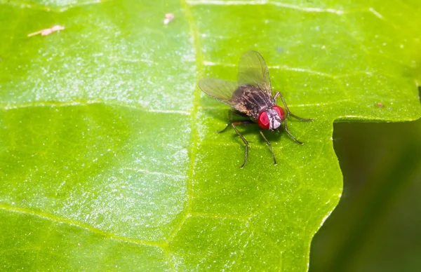 Närbild Fluga Gröna Blad — Stockfoto