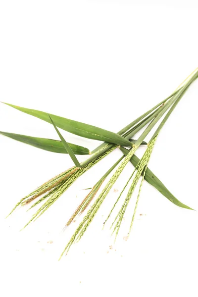 Detailní záběr malé zelené trávy na bílém pozadí — Stock fotografie