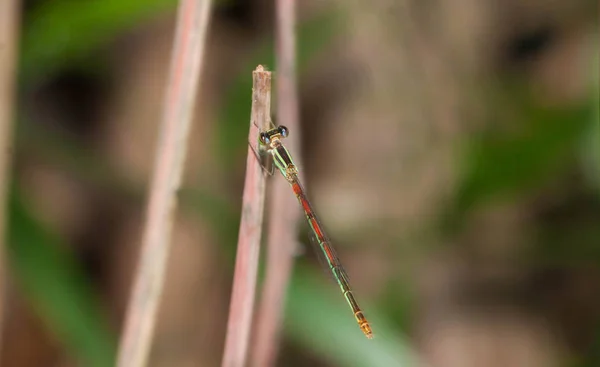 Feche Pequena Libélula Laranja Verde — Fotografia de Stock