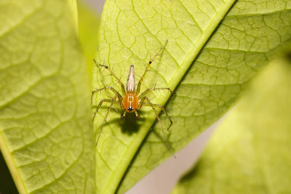 Close Brown Spider Folha Verde Jardim — Fotografia de Stock