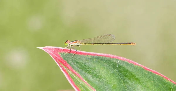 Gros plan de la libellule repose sur la feuille rouge et verte — Photo