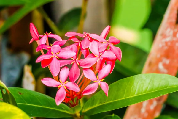 Close up de frescura rosa flor Ixora no jardim — Fotografia de Stock