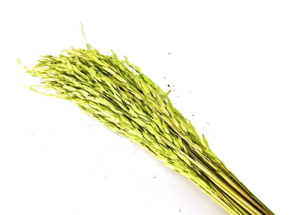 Zblízka Zelené Uší Rýže Izolované Izolovaných Bílém Pozadí — Stock fotografie