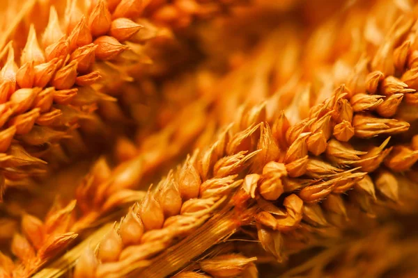 Primer Plano Del Grupo Desenfoque Hierba Seca Naranja Sobre Fondo — Foto de Stock