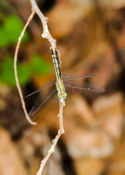 Gros Plan Libellule Vert Clair Sur Une Herbe Sur Plante — Photo