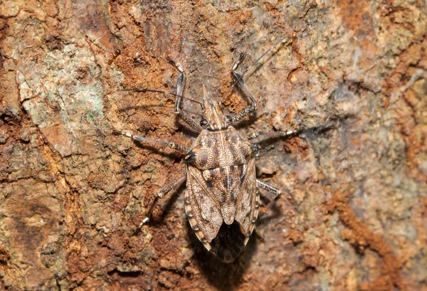 Close Pouco Marrom Marmorated Stink Bug Halyomorpha Halys Árvore Marrom — Fotografia de Stock