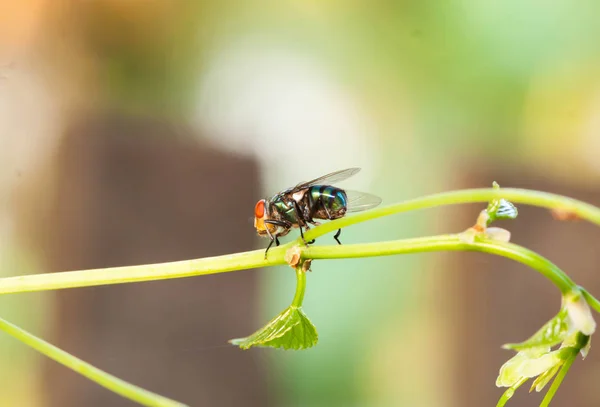 Nahaufnahme Einer Kleinen Grünen Fliege Auf Dem Flugblatt — Stockfoto