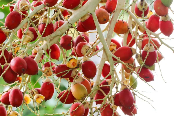 Крупным планом из красных финиковых пальм — стоковое фото