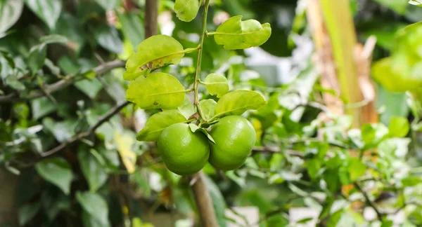 Nahaufnahme Von Reifen Zitronenbäumen Garten — Stockfoto