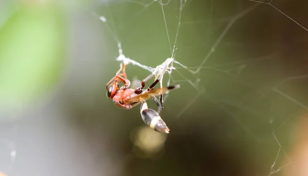 Fechar Vespa Vermelha Única Teia Aranha — Fotografia de Stock