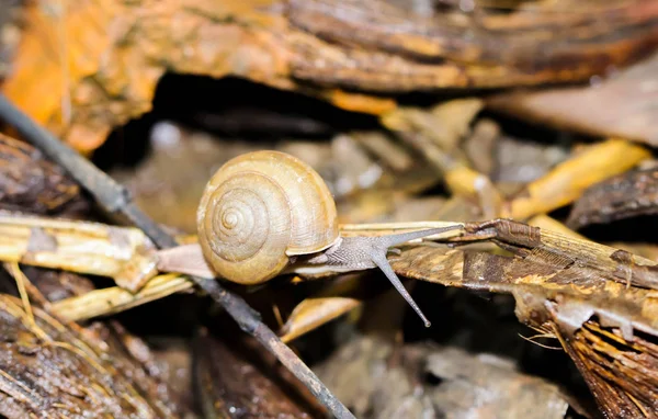 Zbliżenie Mały Brązowy Snaile Podłodze — Zdjęcie stockowe