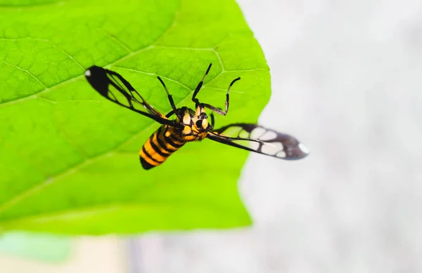 Nahaufnahme Eines Kleinen Orangefarbenen Insekts Unter Dem Grünen Blatt — Stockfoto