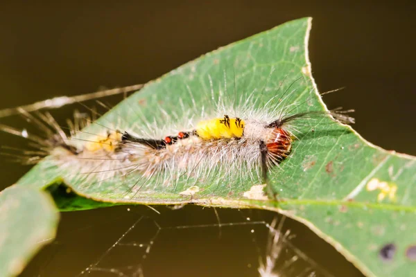 Közelkép Sárga Piros Caterpillar Egy Hosszú Szőrös Féreg Zöld Levél — Stock Fotó