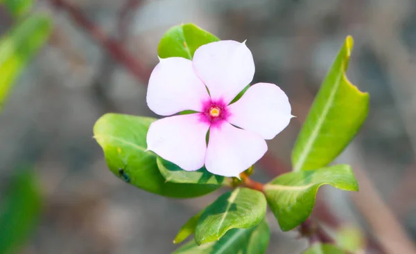 Fechar Pink Madagascar Periwinkle Jardim — Fotografia de Stock