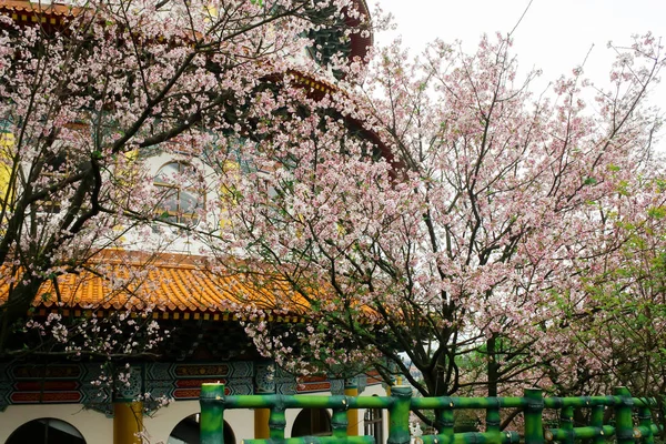 Close Pink White Branch Blossom Pink Sakura Tree Temple Tianyuan — Stock Photo, Image