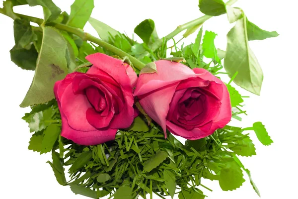 Closeup Beautiful Two Pink Rose Green Grass Valentines Day Background — Stock Photo, Image