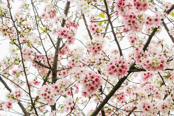 Closeup Blossom Pink Sakura Tree Tianyuan Temple Taiwan — Stock Photo, Image