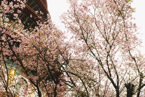 天元寺の花のピンクの桜の店 — ストック写真
