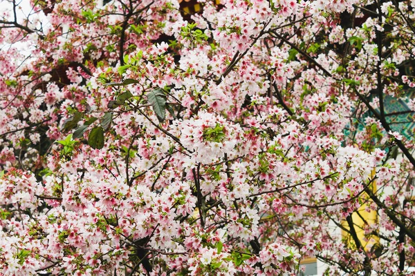 グループ白とピンク台湾天元寺の美しい桜のピンクと白 — ストック写真