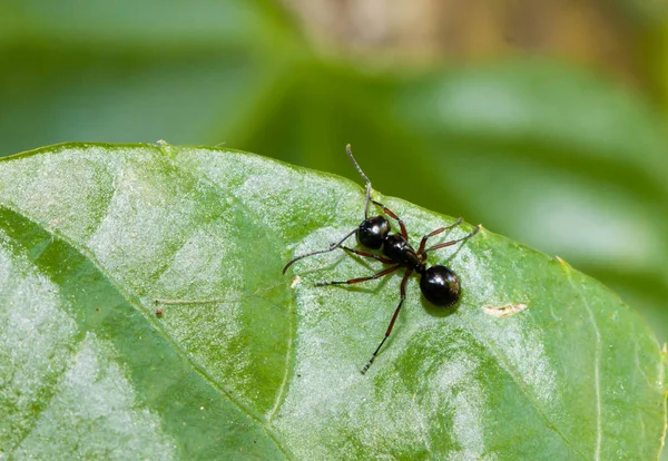 Closeup of Black Ant on the green leave