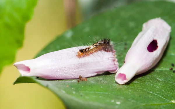 Fechar Caterpillar Marrom Nas Flores Glória Manhã — Fotografia de Stock