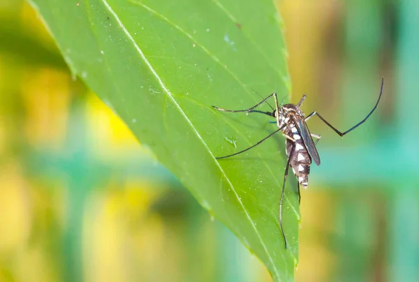 Крупный План Обычного Домашнего Комара Зеленом Листе — стоковое фото